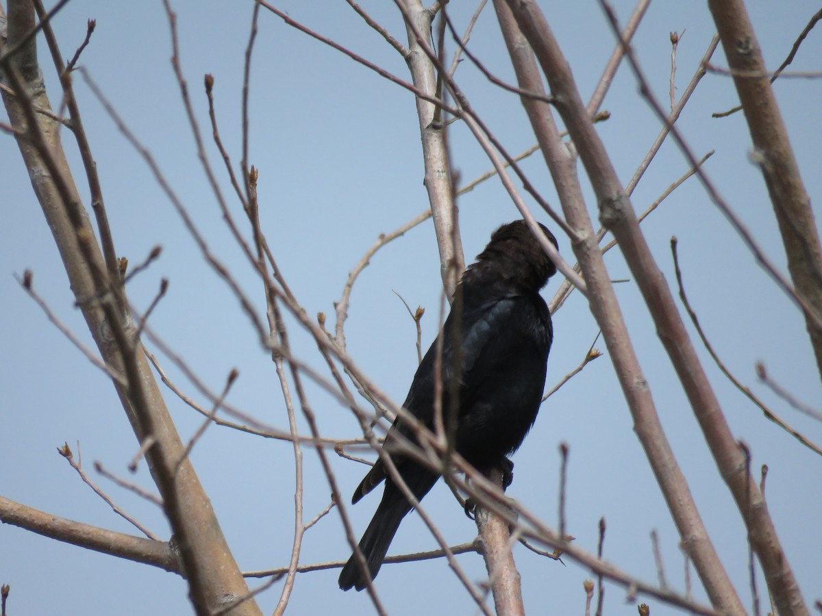 Brown-headed Cowbird - ML236817401