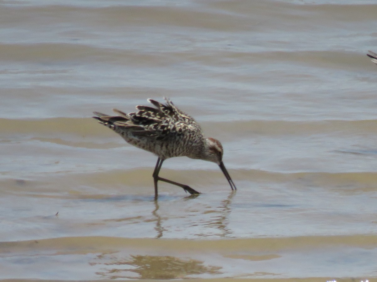 Stilt Sandpiper - ML236817421