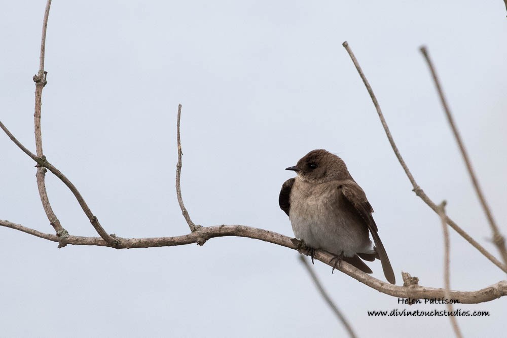 Northern Rough-winged Swallow - ML236818641