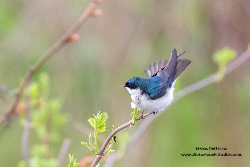 Tree Swallow - ML236818721