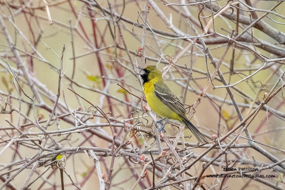 Orchard Oriole - ML236818801