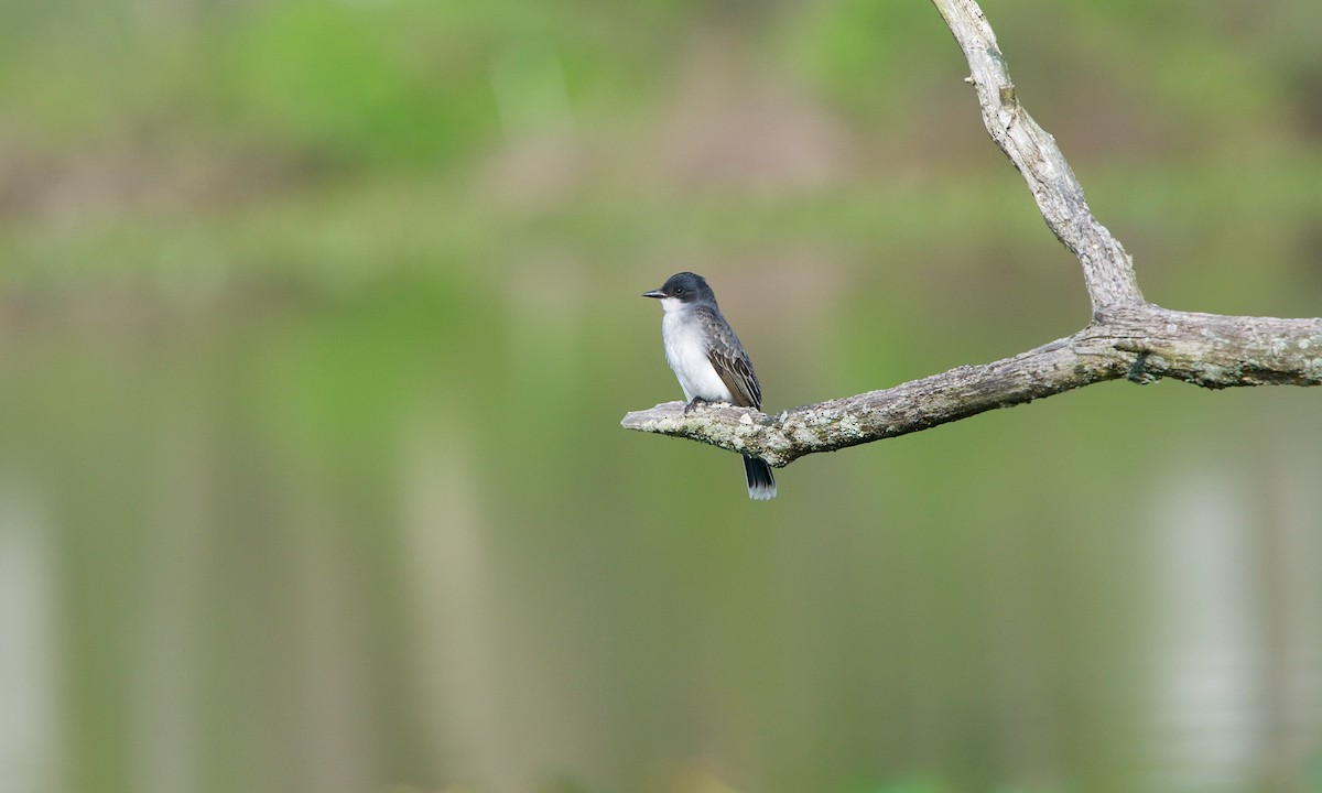 Eastern Kingbird - ML236819201