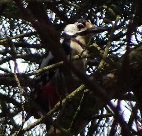 Great Spotted Woodpecker - ML236819781