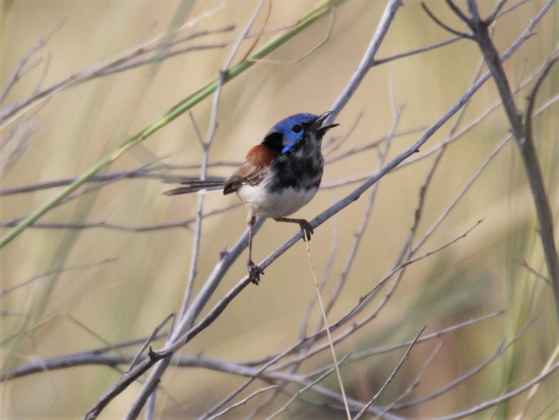 Purple-backed Fairywren - ML236820041