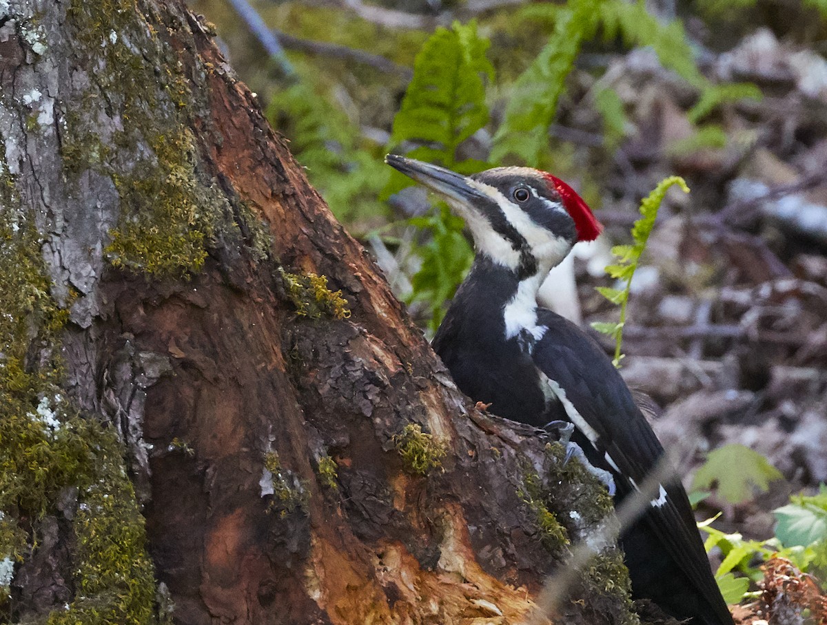 Pileated Woodpecker - ML236820261