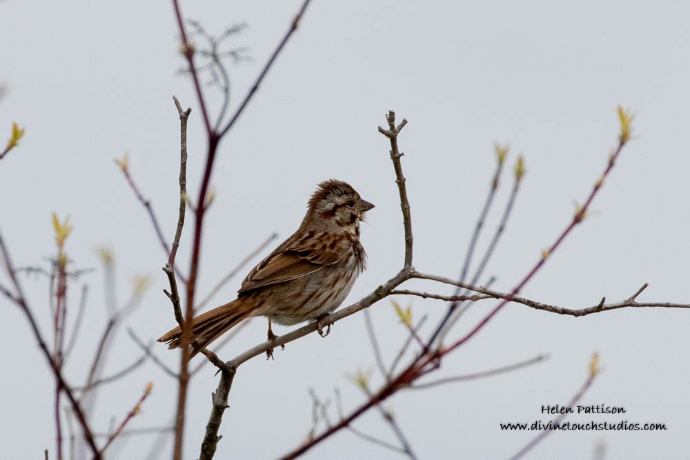 Song Sparrow - ML236820291