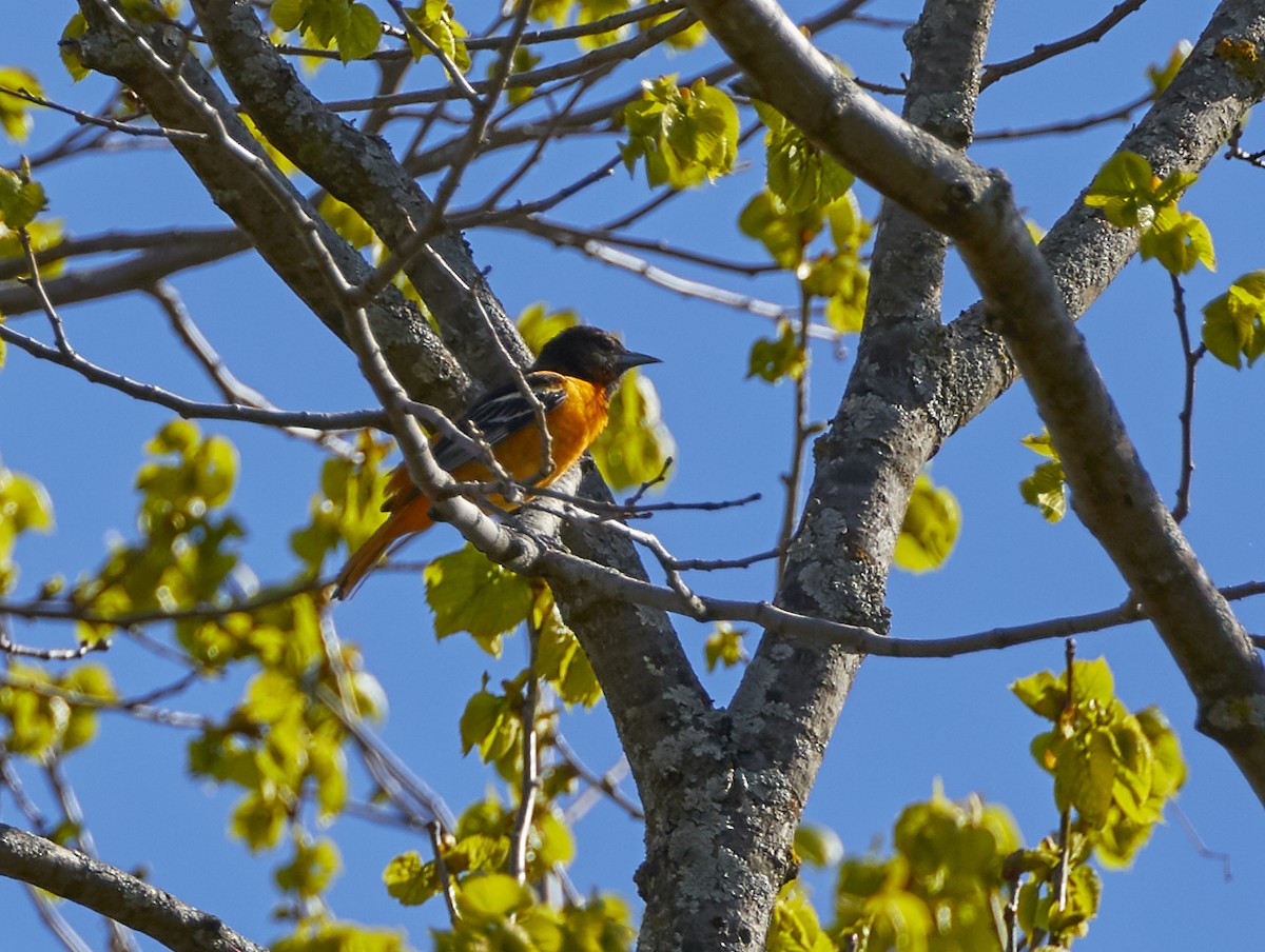 Baltimore Oriole - ML236820421