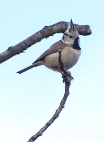 Crested Tit - ML236820471