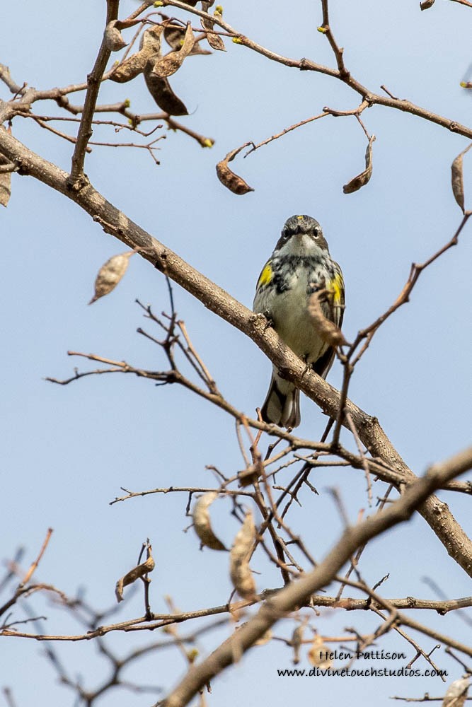 Yellow-rumped Warbler - ML236820551