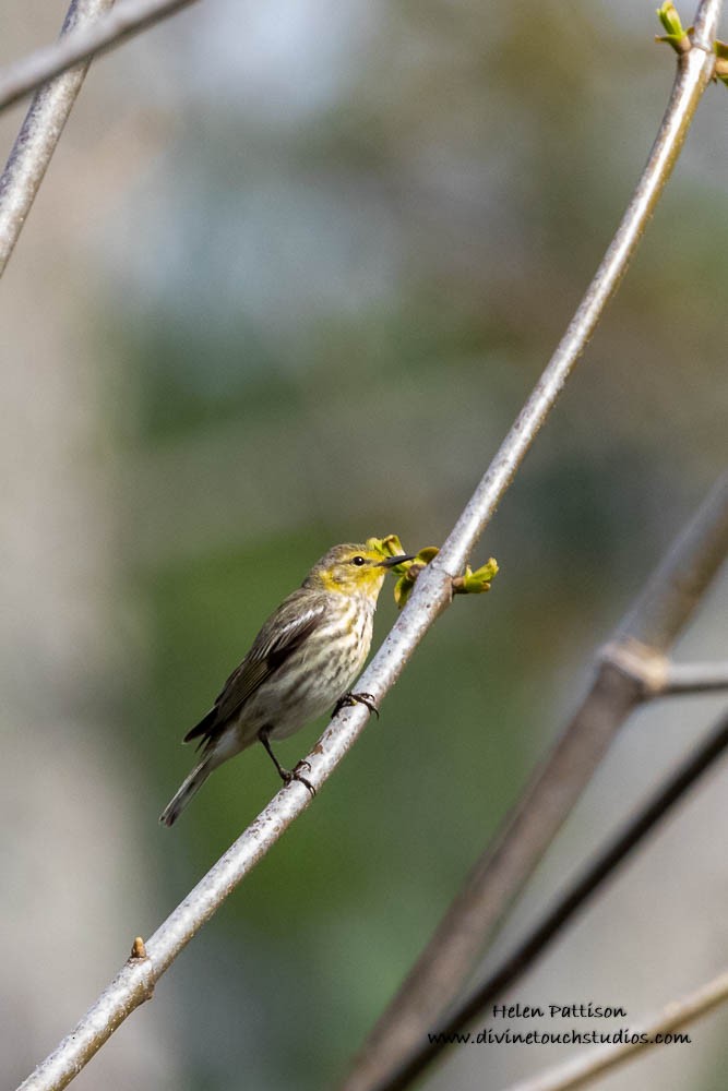 Cape May Warbler - ML236820851