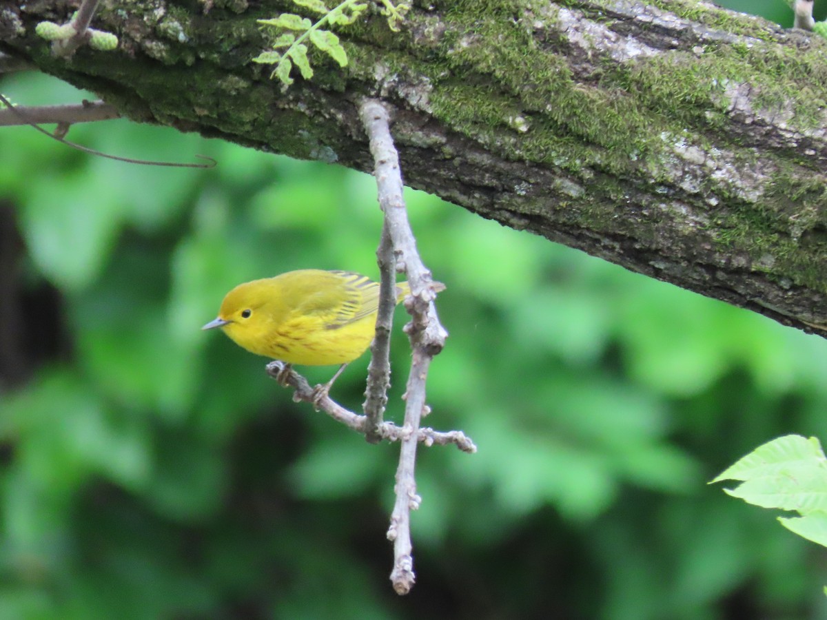 Yellow Warbler - Jeff  Witters
