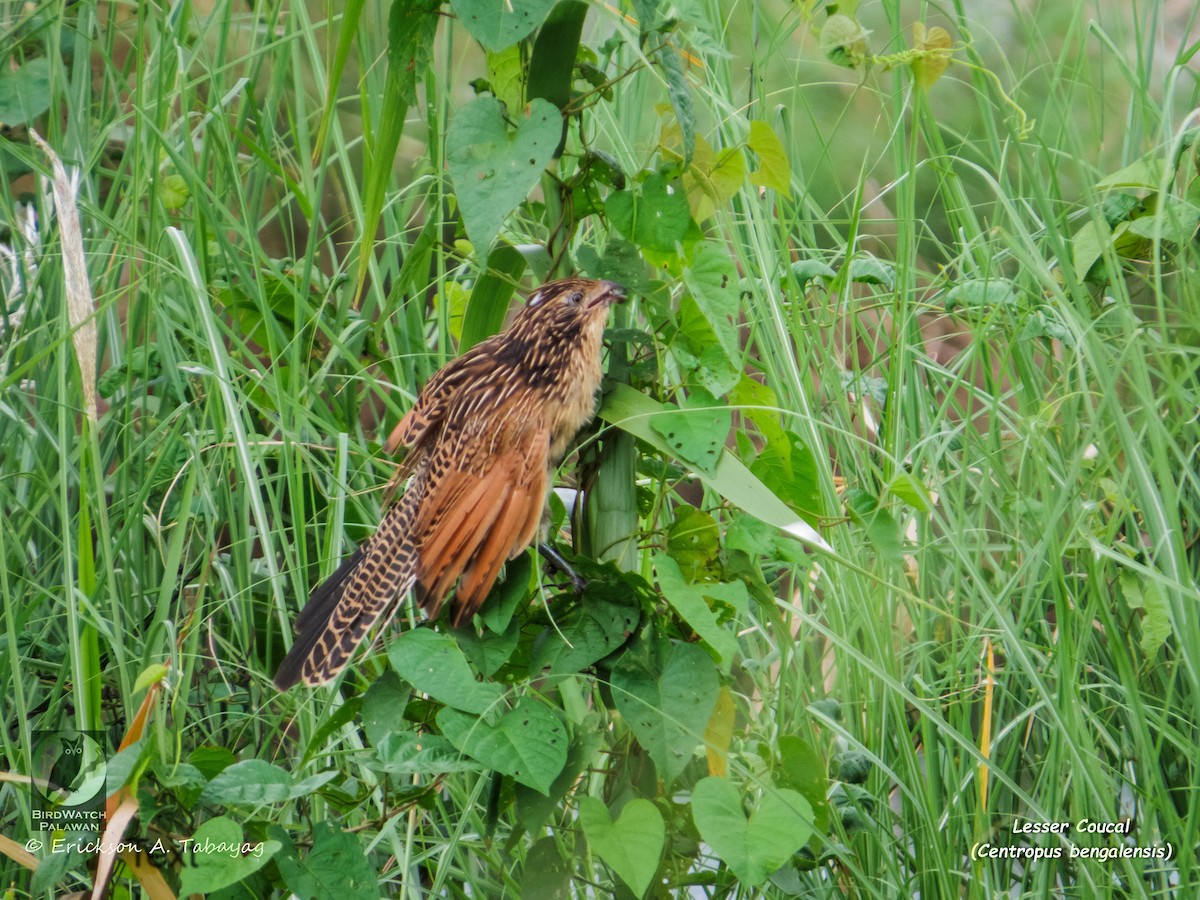 Lesser Coucal - ML236821821