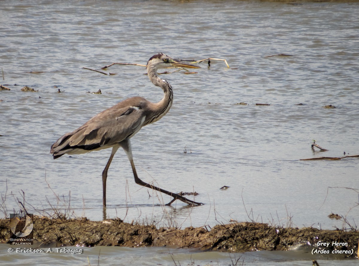 Gray Heron - ML236821951