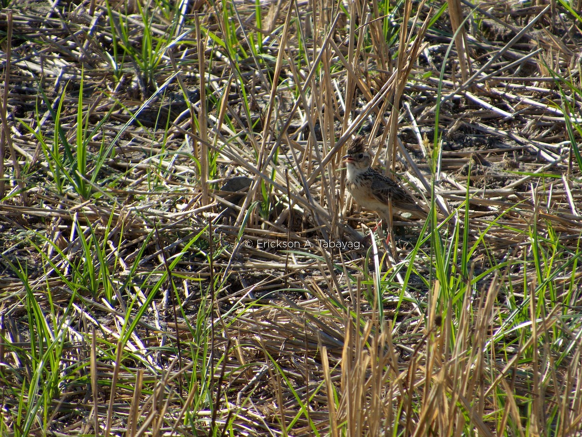 Oriental Skylark - ML236823701