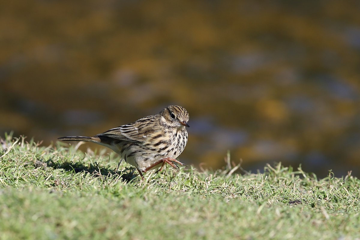 Meadow Pipit - ML236823821