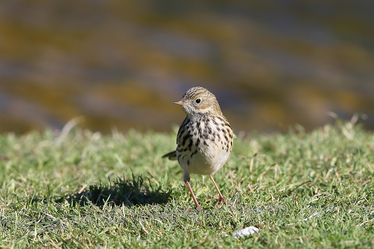 Meadow Pipit - ML236823841