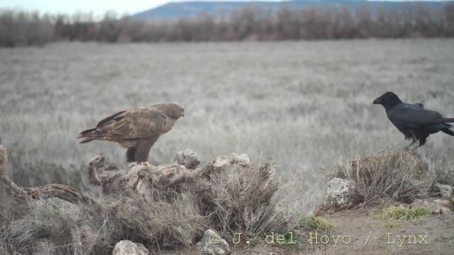 káně lesní (ssp. buteo) - ML236823941