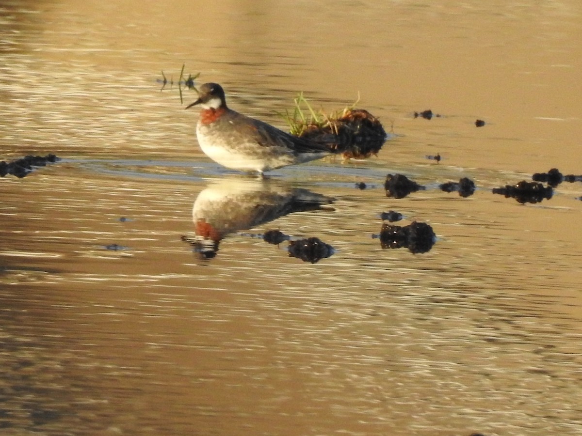 svømmesnipe - ML236824921