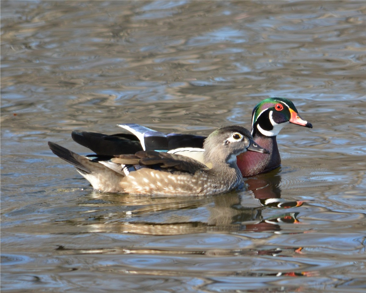 Wood Duck - Tom & Jenny Jackman