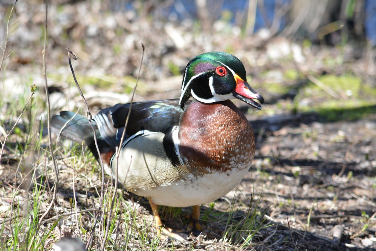 Wood Duck - Tom & Jenny Jackman