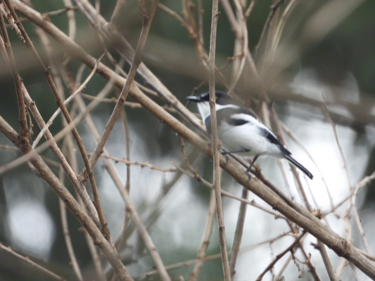 Chinspot Batis - ML236826411