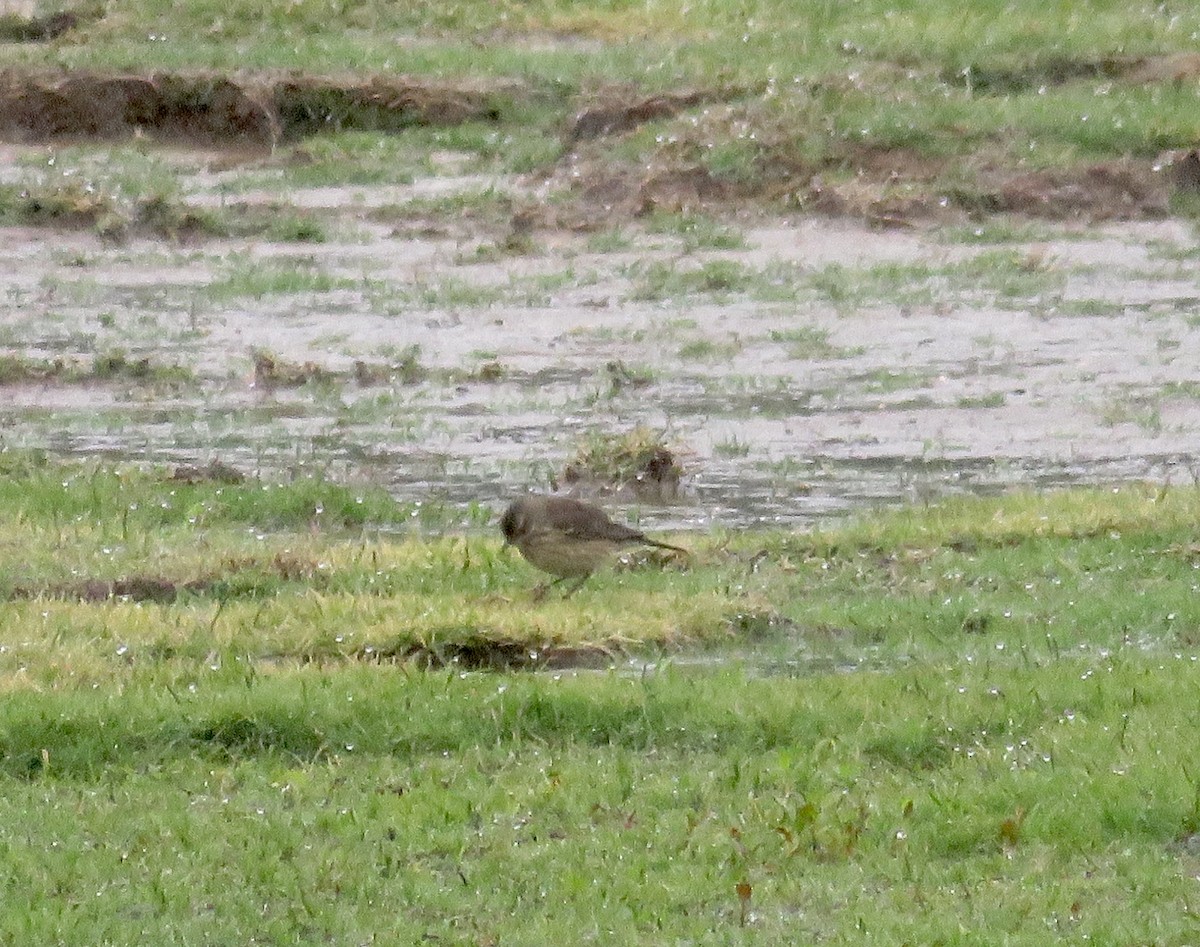 American Pipit - ML236827191