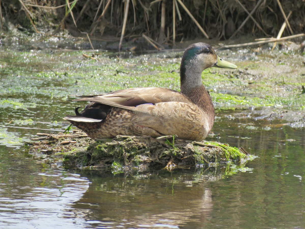 Mallard x American Black Duck (hybrid) - Tom Boyle