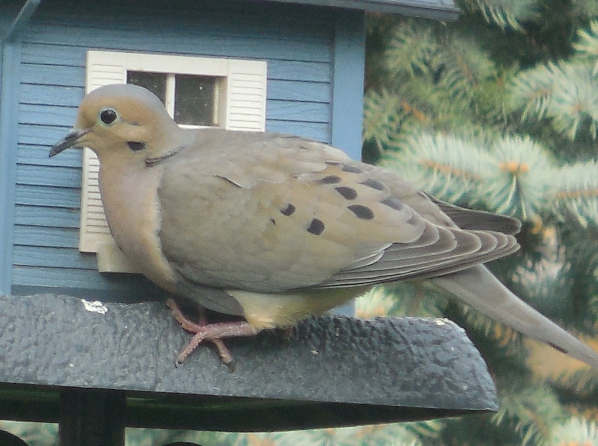 Mourning Dove - Mike Emond