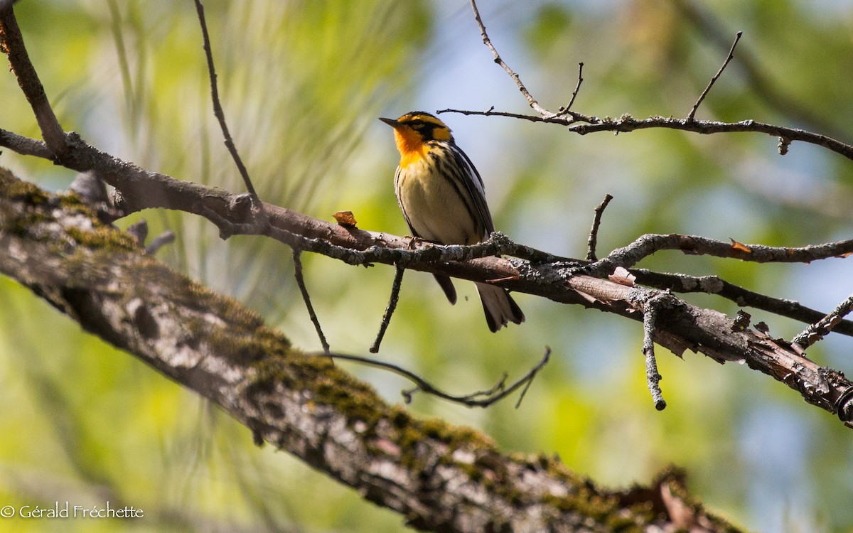 Blackburnian Warbler - ML236828851