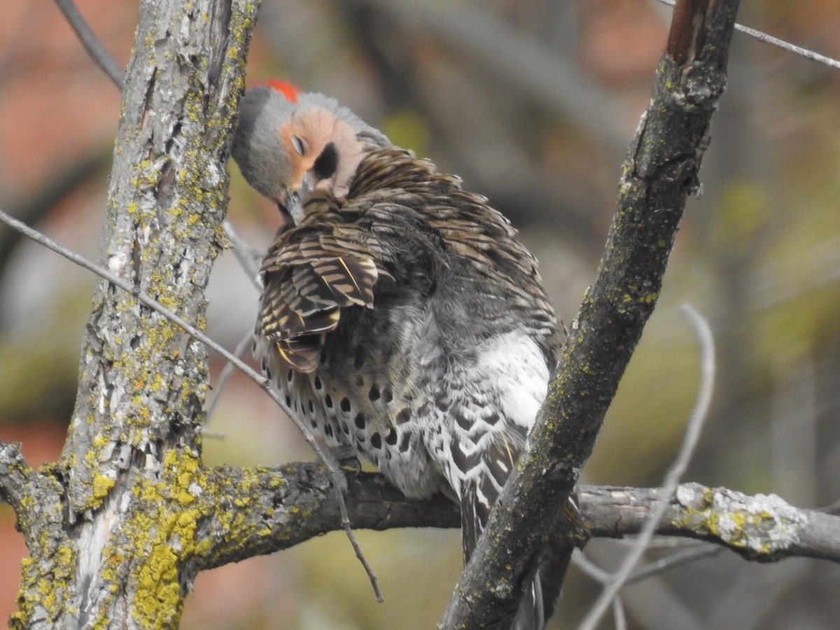 Northern Flicker - ML236829051