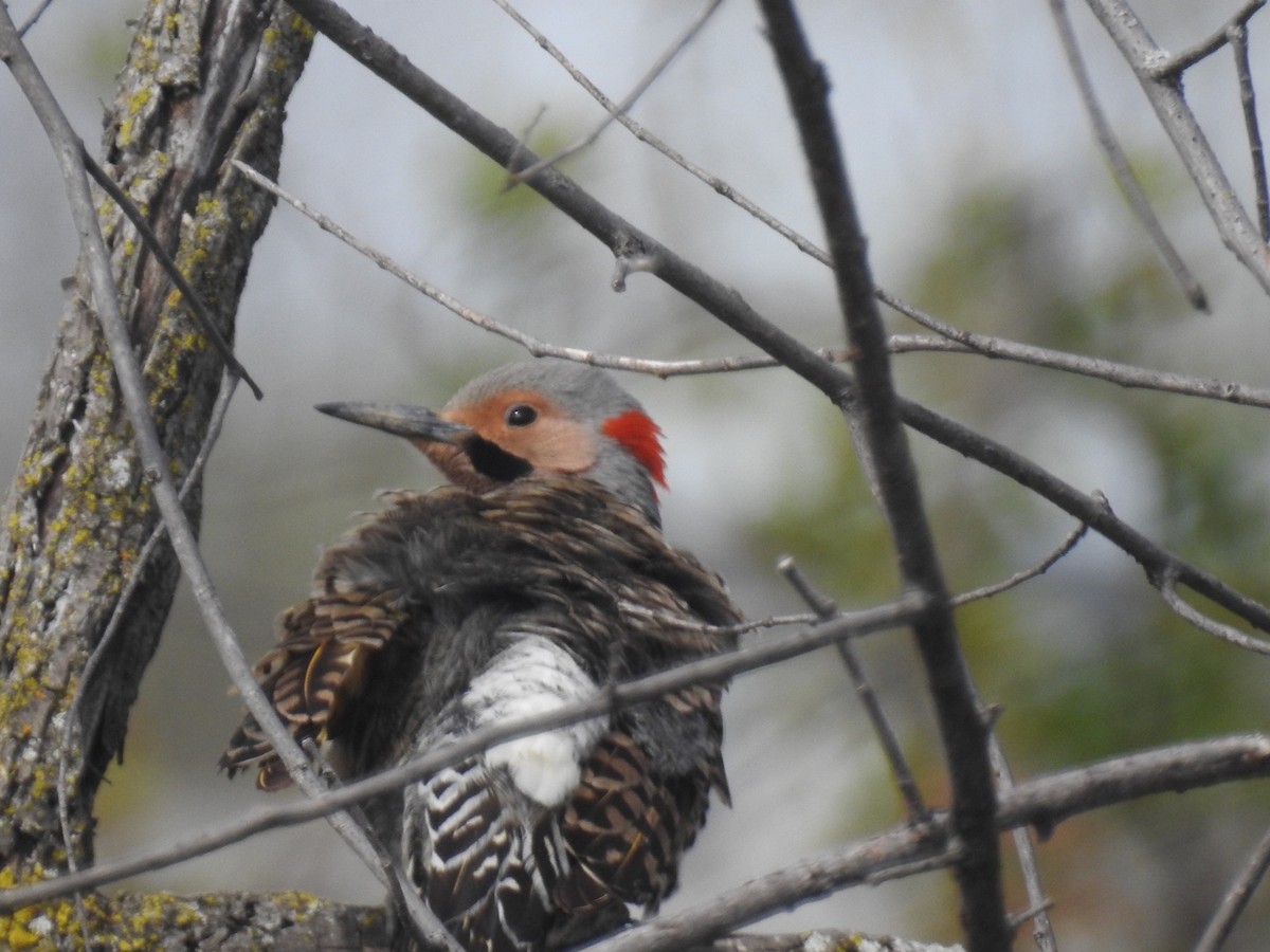 Northern Flicker - ML236829061