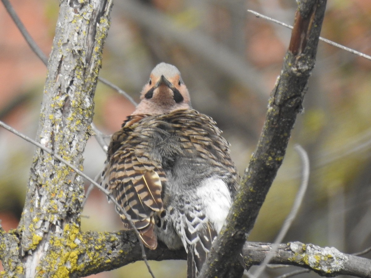 Northern Flicker - ML236829071