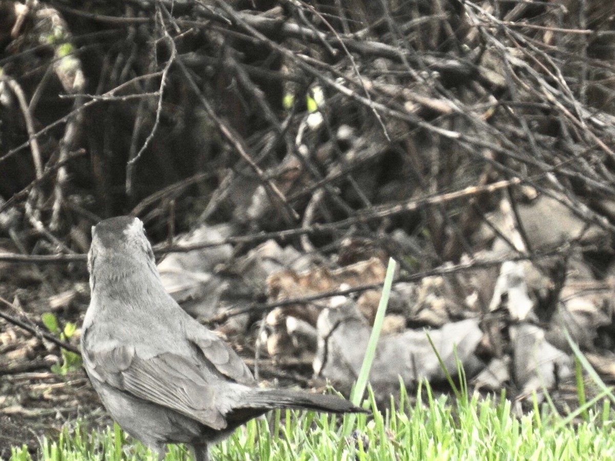 Gray Catbird - ML236829181