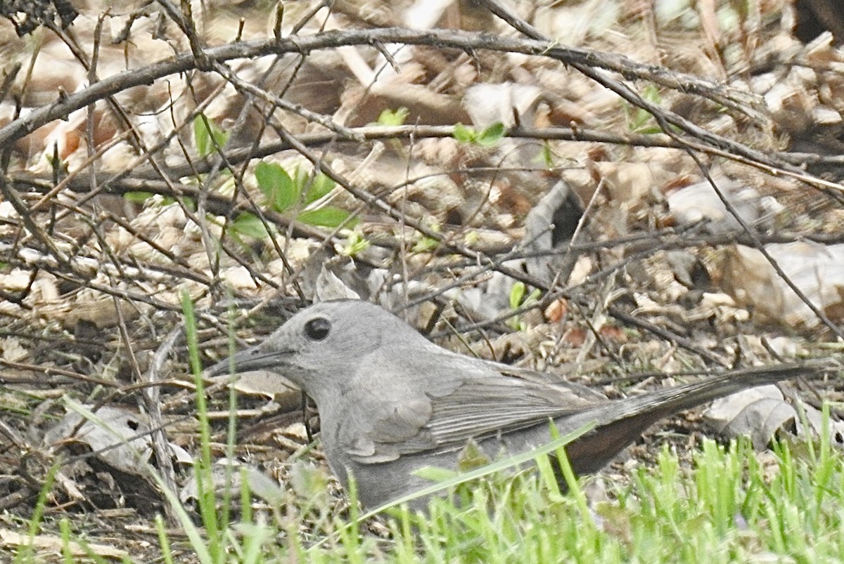 Gray Catbird - ML236829201