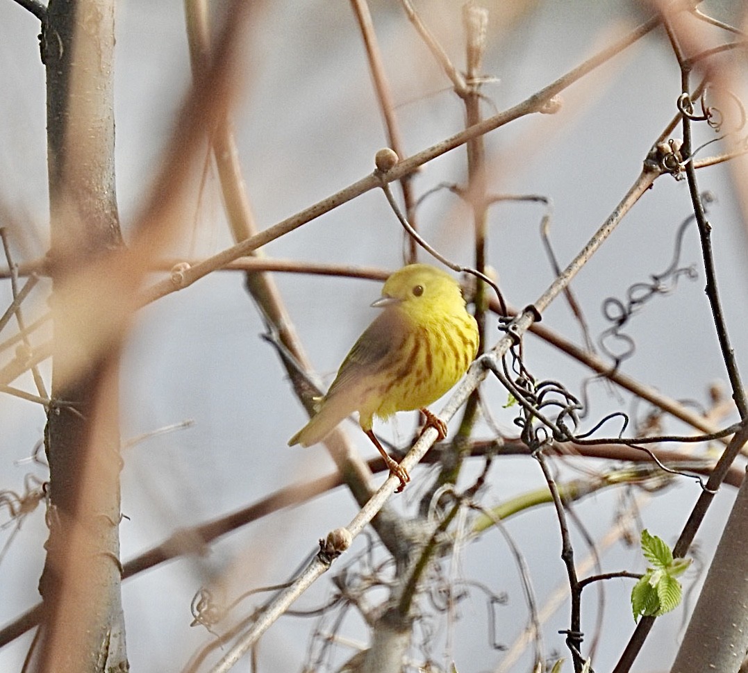 Yellow Warbler (Northern) - ML236829271