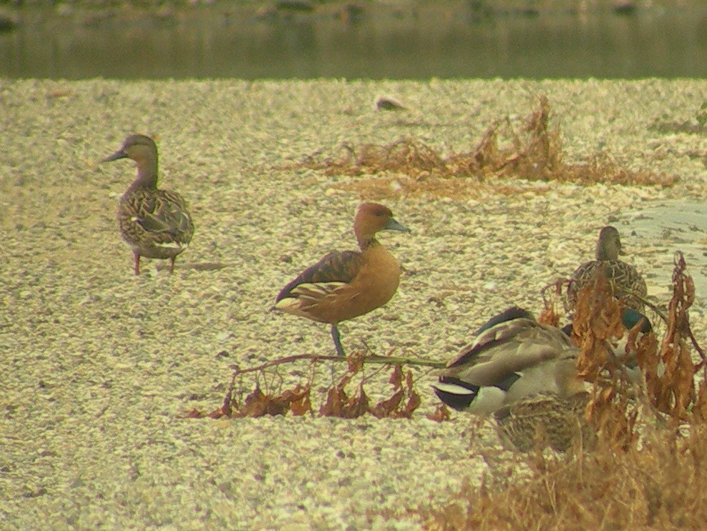 Fulvous Whistling-Duck - ML236829301