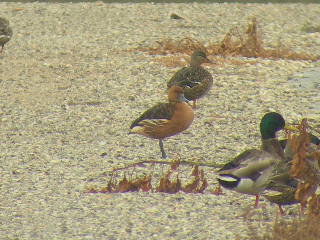 Fulvous Whistling-Duck - ML236829481