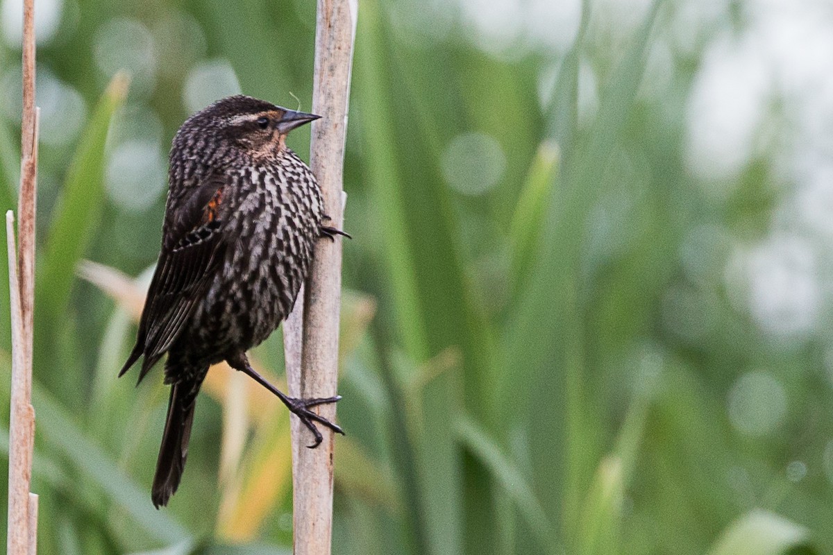 Red-winged Blackbird - Julia Sheldon