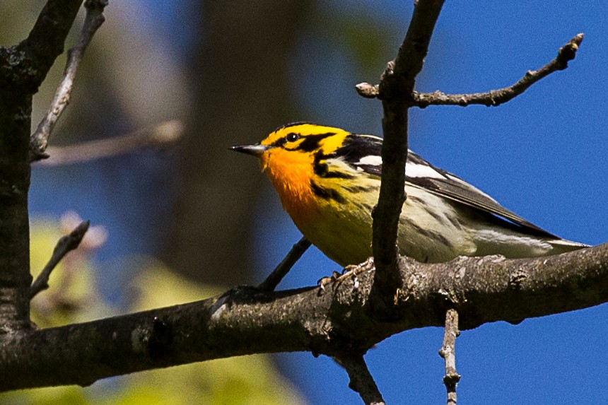 Blackburnian Warbler - Julia Sheldon