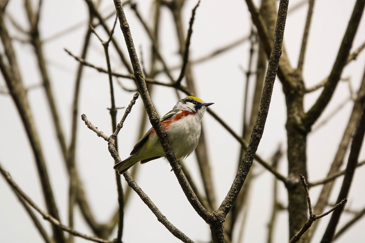 Chestnut-sided Warbler - ML236830481