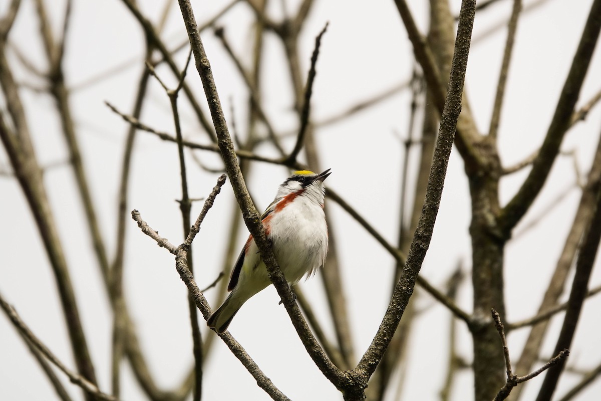 Chestnut-sided Warbler - ML236830511