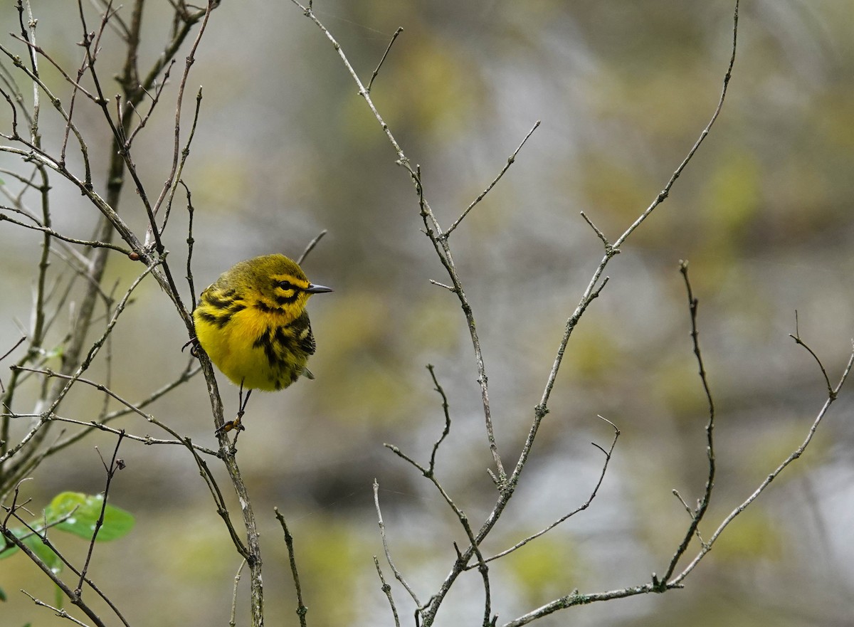 Prairie Warbler - ML236830531