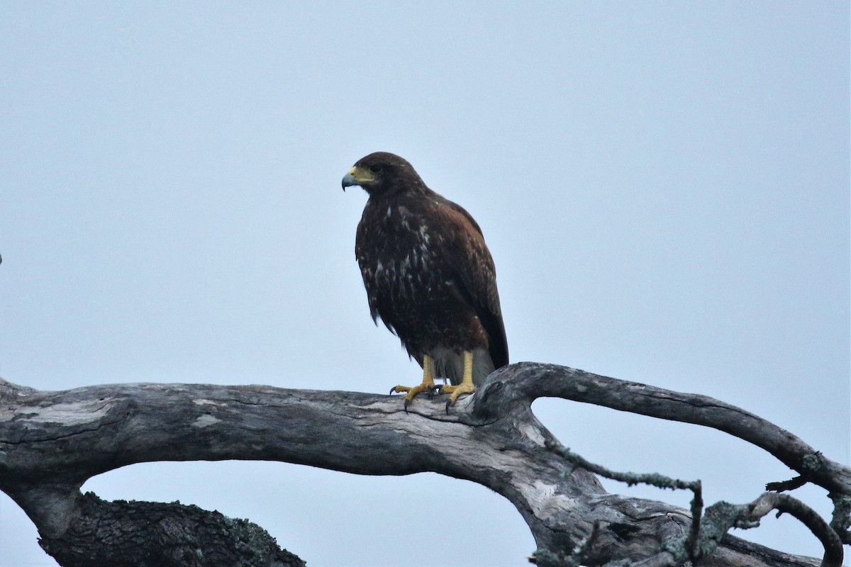 Wüstenbussard - ML236830751