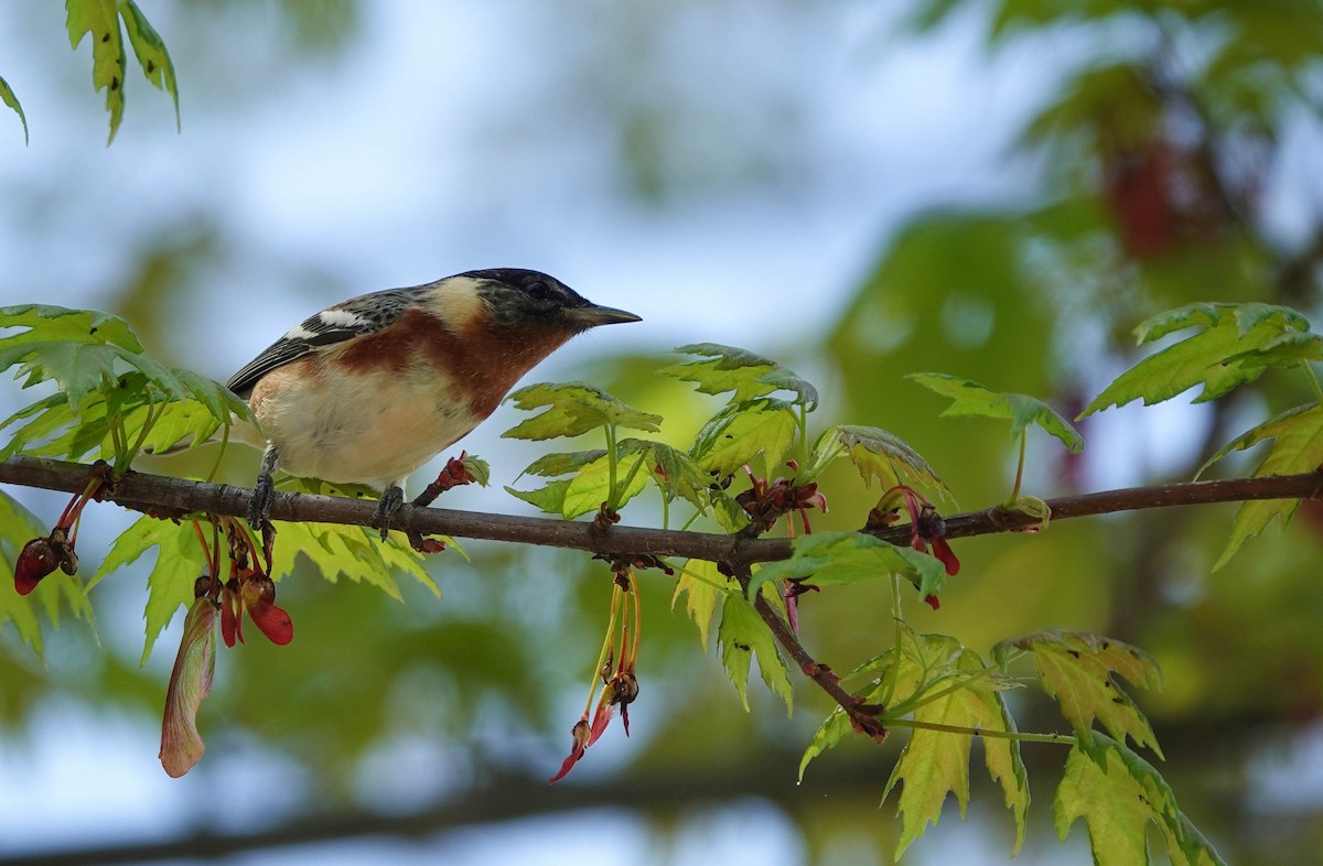 Bay-breasted Warbler - ML236830921