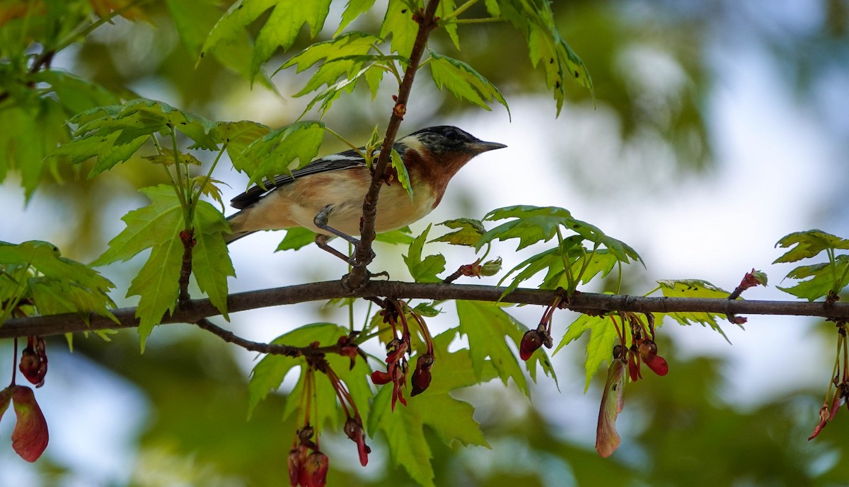 Bay-breasted Warbler - ML236830931