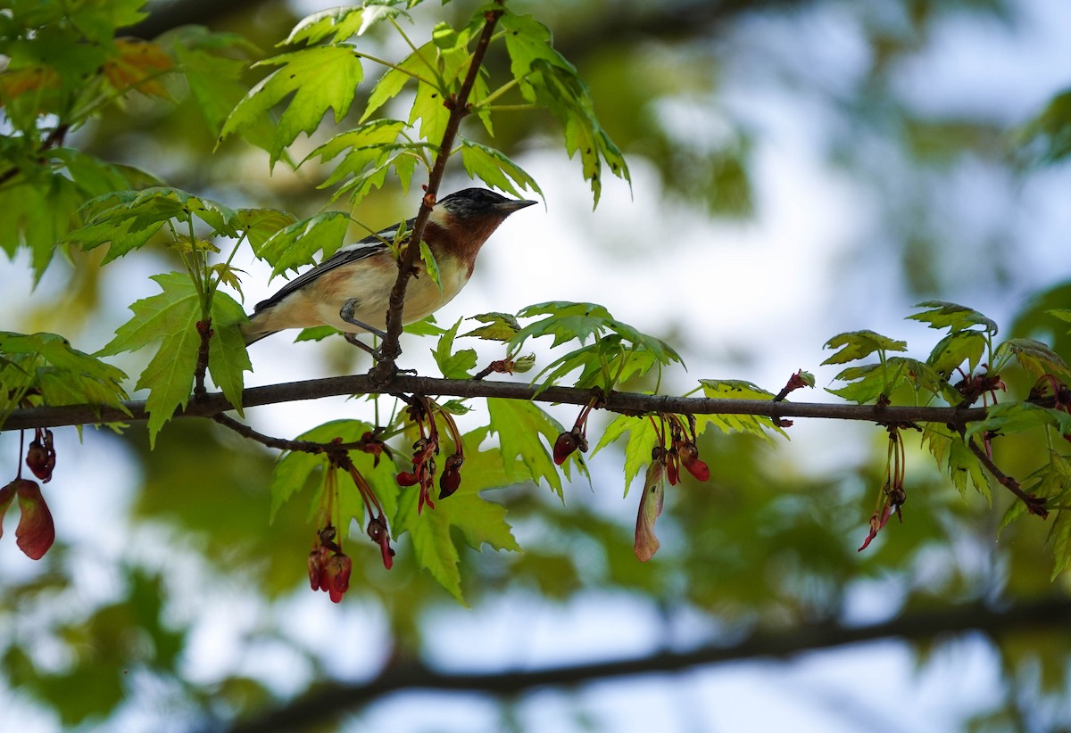 Bay-breasted Warbler - ML236830941