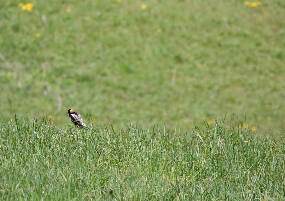 Bobolink - ML236831171