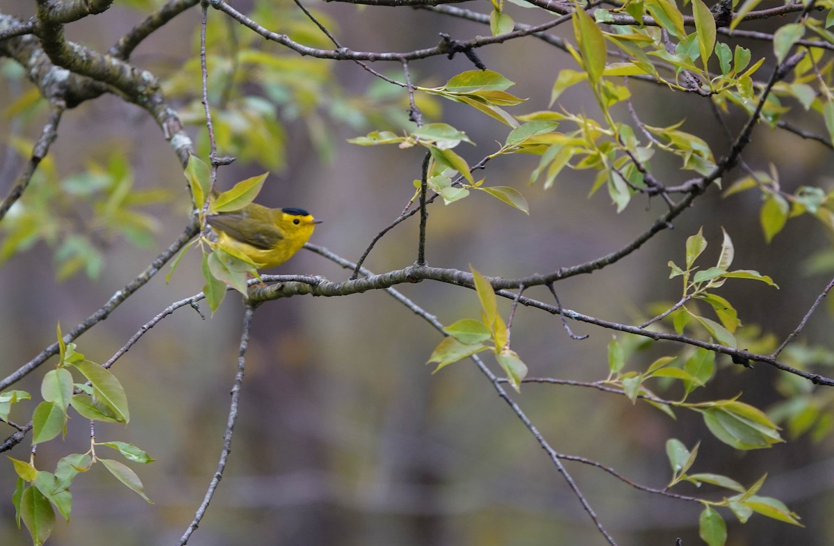 Wilson's Warbler - Kathi Borgmann