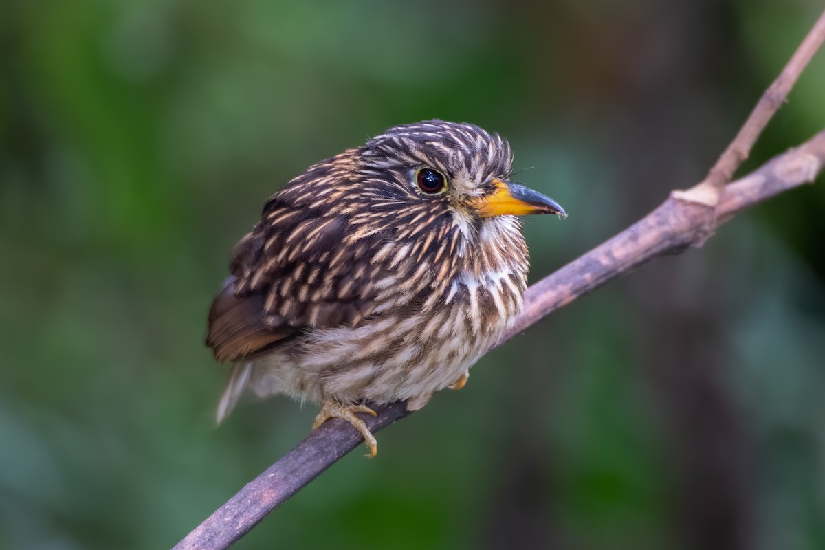 White-chested Puffbird - Jeff Maw