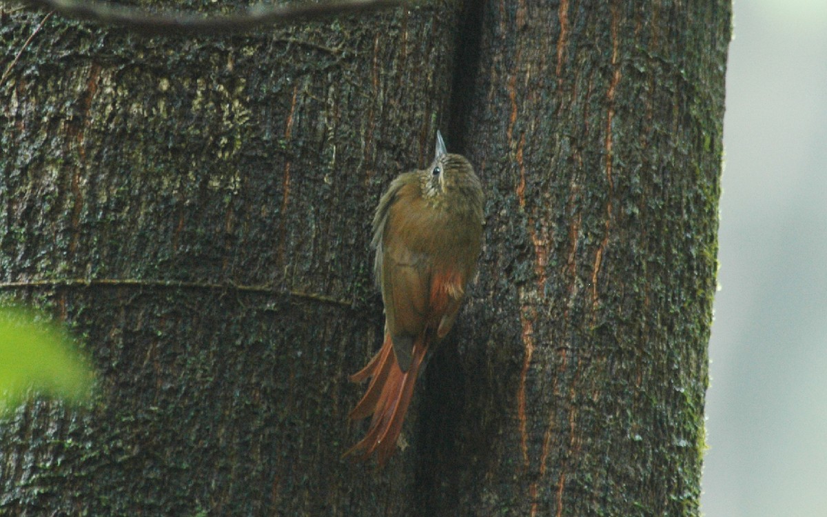 Wedge-billed Woodcreeper - ML236832471